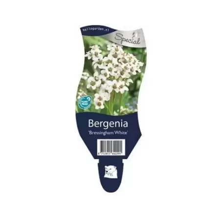 Bergenia cordifolia 'Bressingham White' - Schoenlappersplant