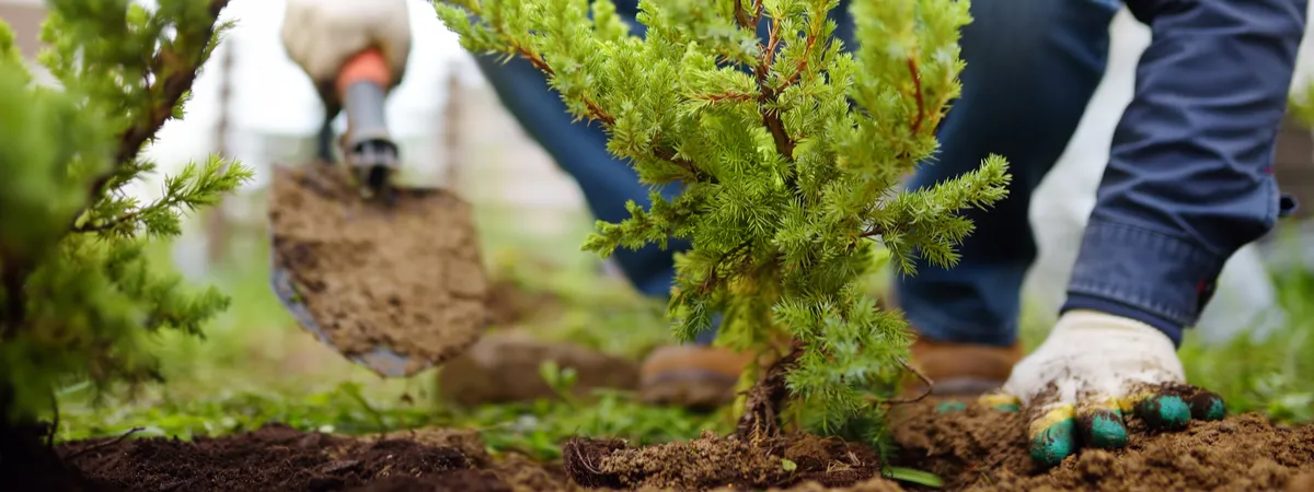 Haagplanten aanplanten | bijSTOX, hét tuincentrum voor heel Nederland