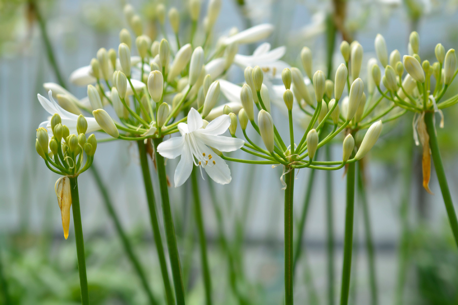 Agapanthus ‘Amourette’