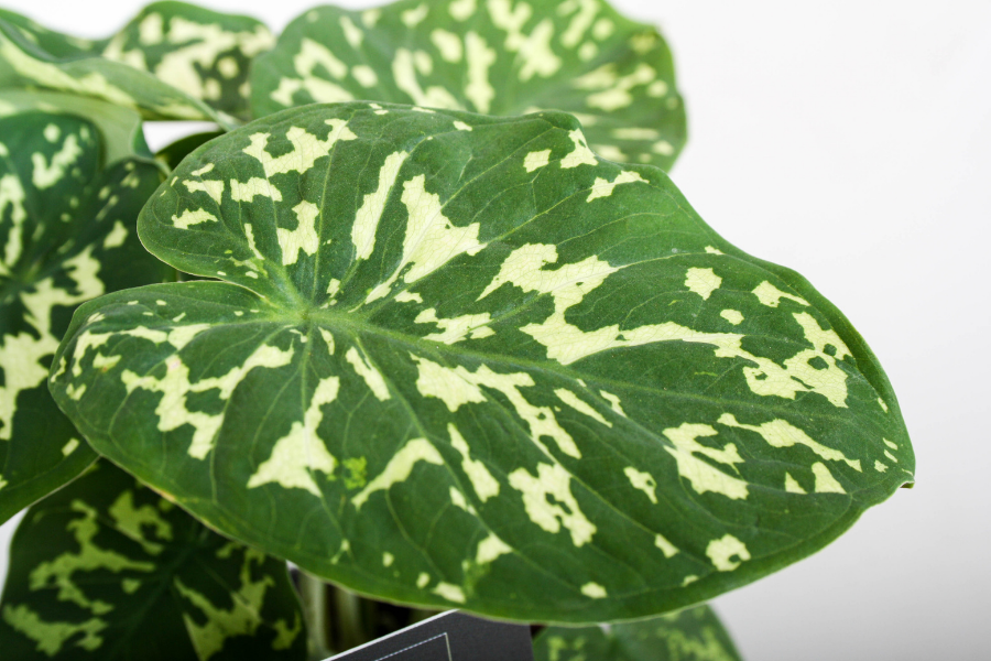 Alocasia ‘Hilo Beauty’