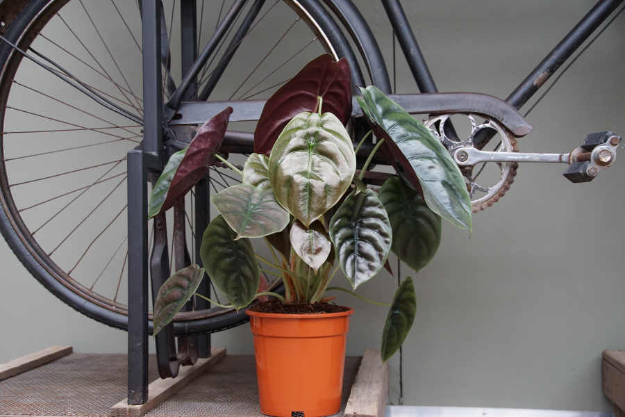 Alocasia ‘Red Secret’