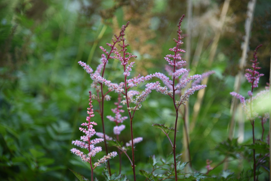 Astilbe ‘Delft Lace’