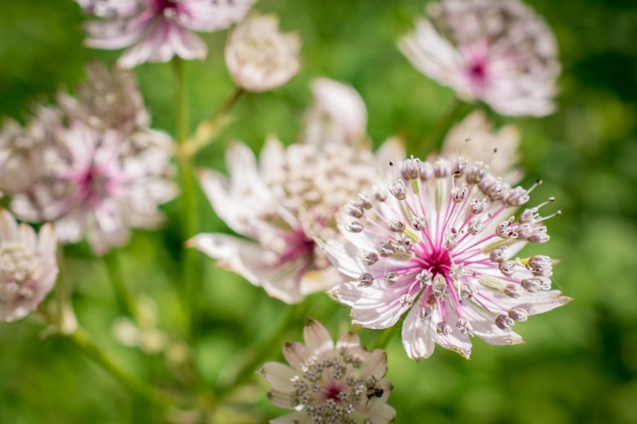 Astrantia