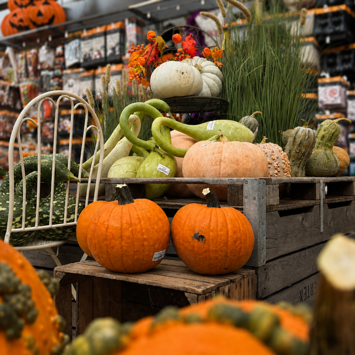 Herfstpresentatie met pompoenen bij bijSTOX