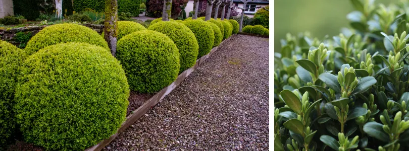 buxus bestellen | bijSTOX.nl