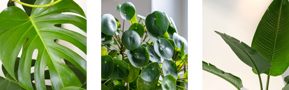 Blad van een monstera, pannenkoekenplant en een strelitzia naast elkaar