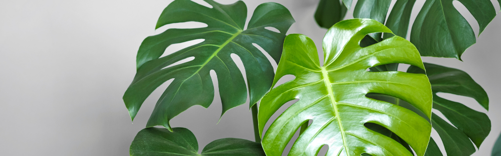 Blad monstera deliciosa