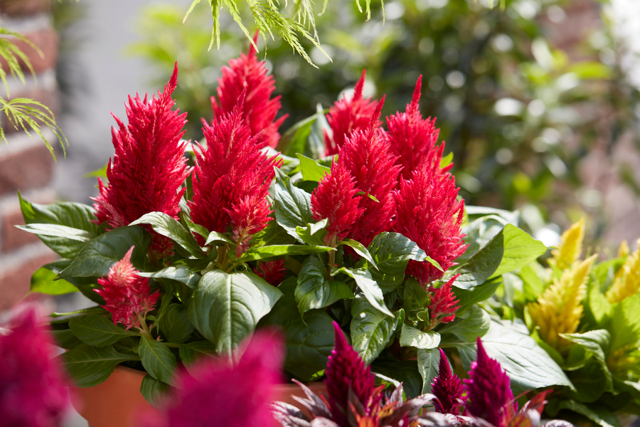 Celosia ‘Kelos Fire’