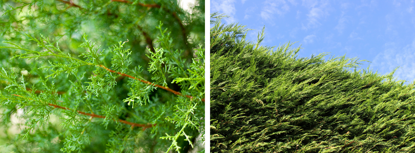 Leylandii coniferen bijSTOX