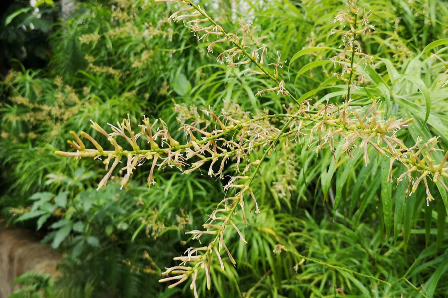 Dracaena ‘Anita Reflexa’