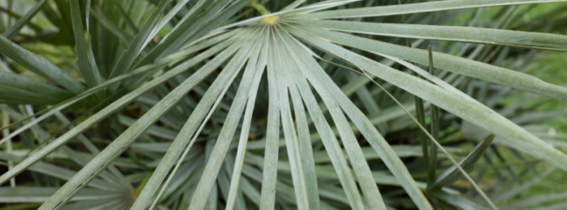 Dwergpalm bijSTOX.nl