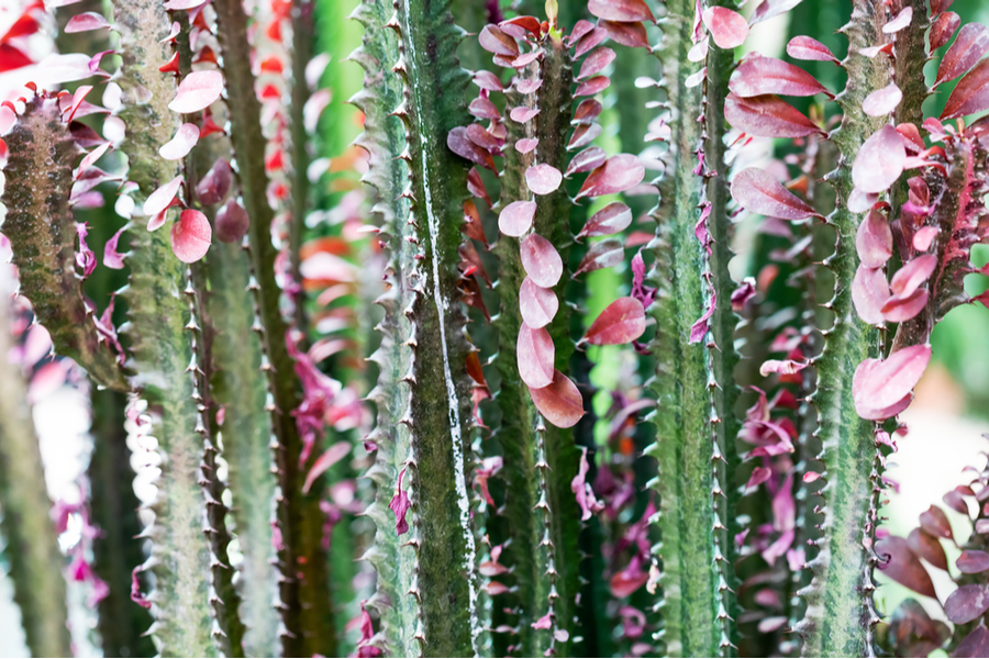 Euphorbia trigona ‘Rubra’