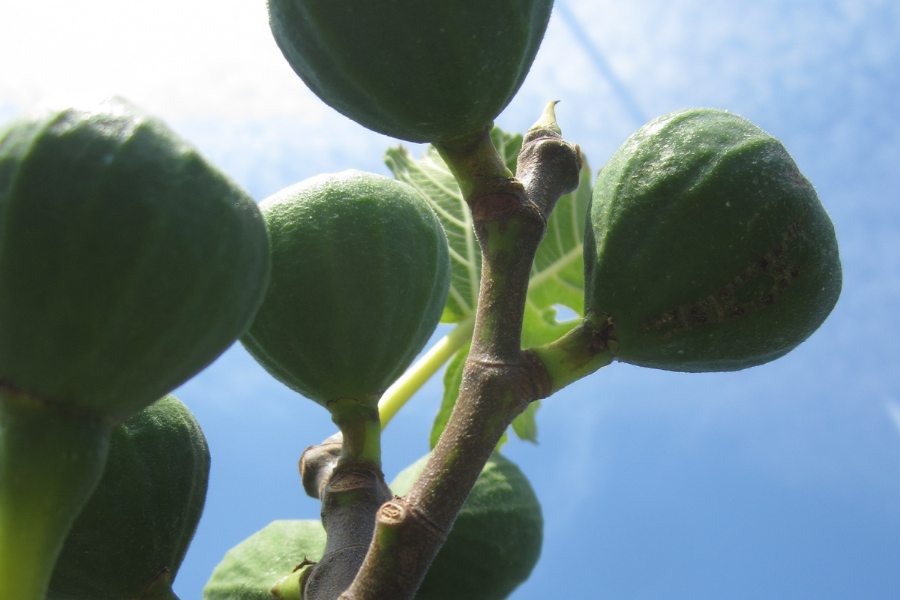 Ficus carica