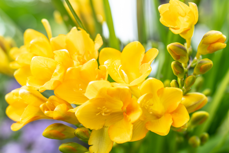 Freesia