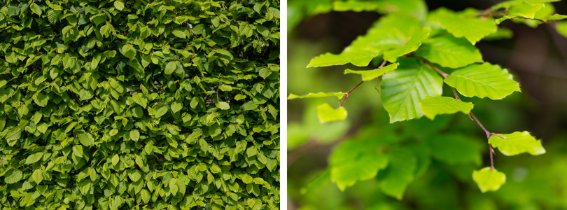 Groene beuk online bestellen | bijstox.nl