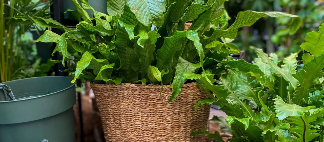 sfeerfoto kamerplanten in een mand