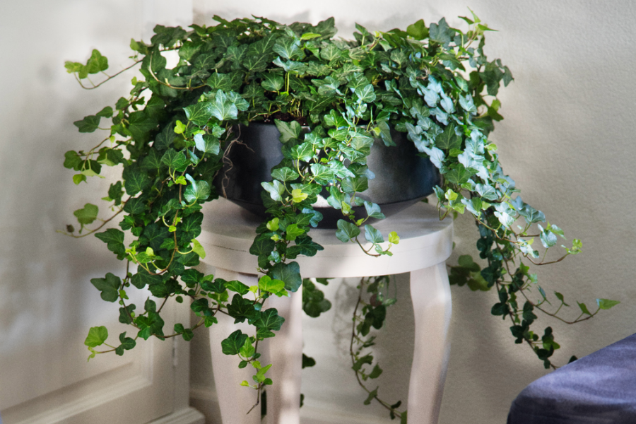 Hedera ‘Wonder’