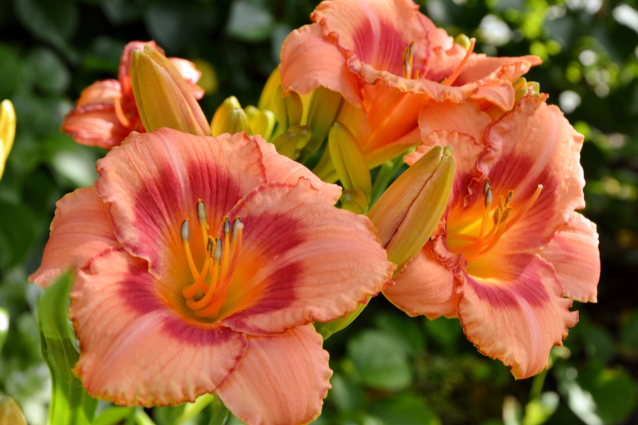 Hemerocallis