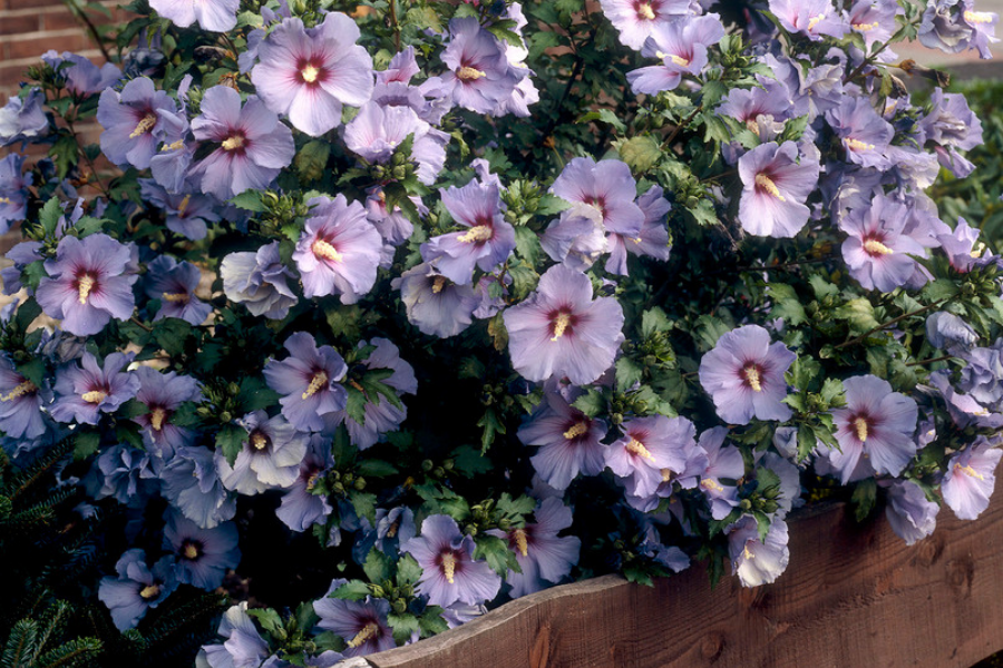 Hibiscus syriacus 