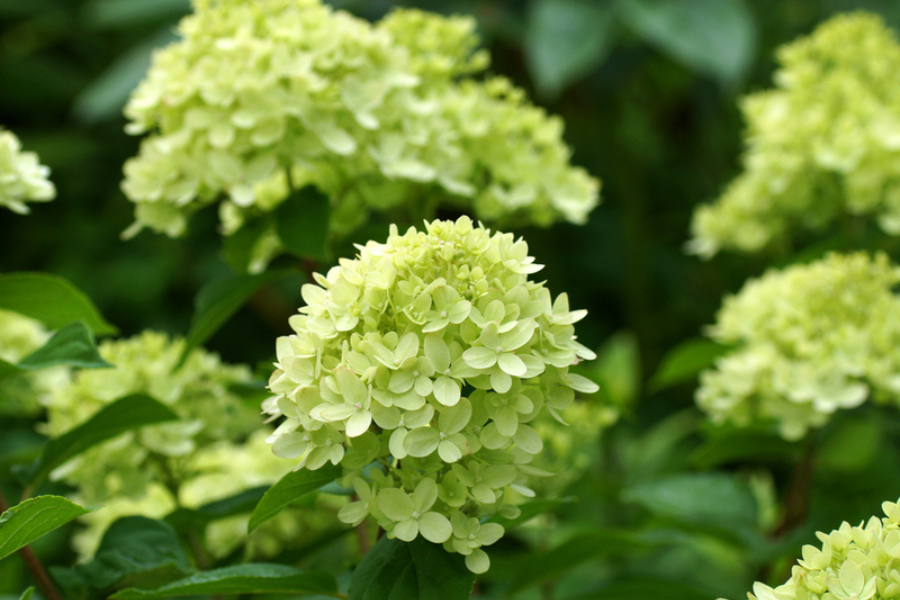 Hydrangea paniculata ‘Little Lime’