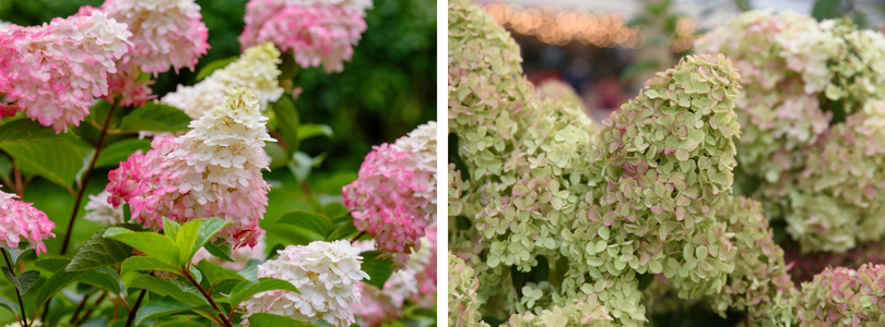 Pluimhortensia bestellen bijSTOX.nl