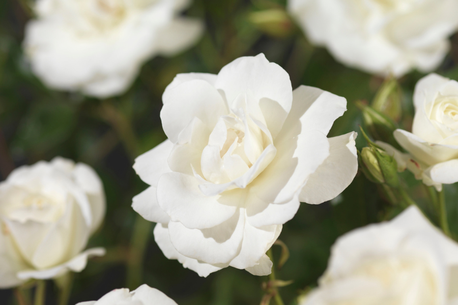 Rosa ‘Climbing Iceberg’