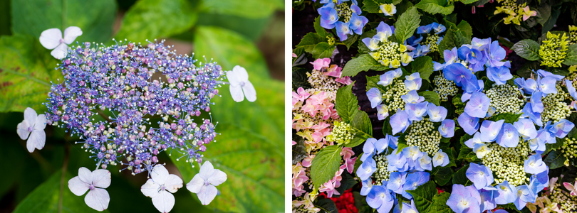 Schermbloemige hortensia bestellen bijSTOX.nl