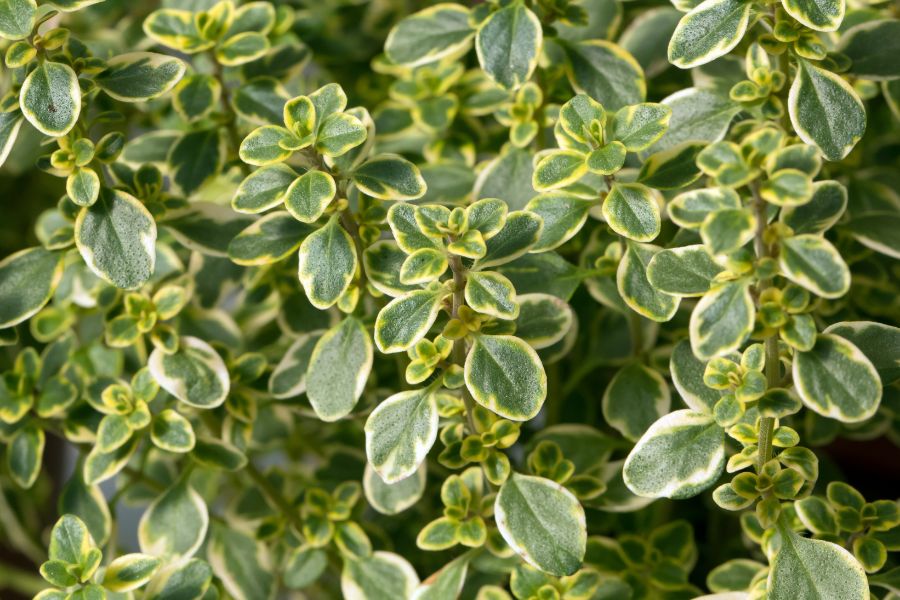 Thymus citr. ‘Lemon Variegated’ 