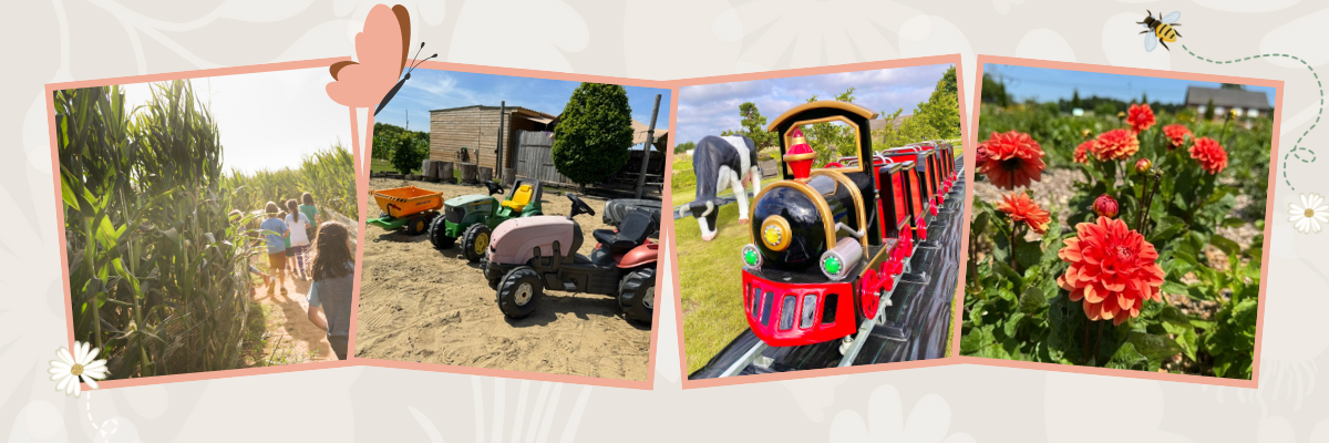 Kinderen in maïsdoolhof, traptractors, een kindertrein en bloeiende dahlia’s in bijSTOX Pluktuin