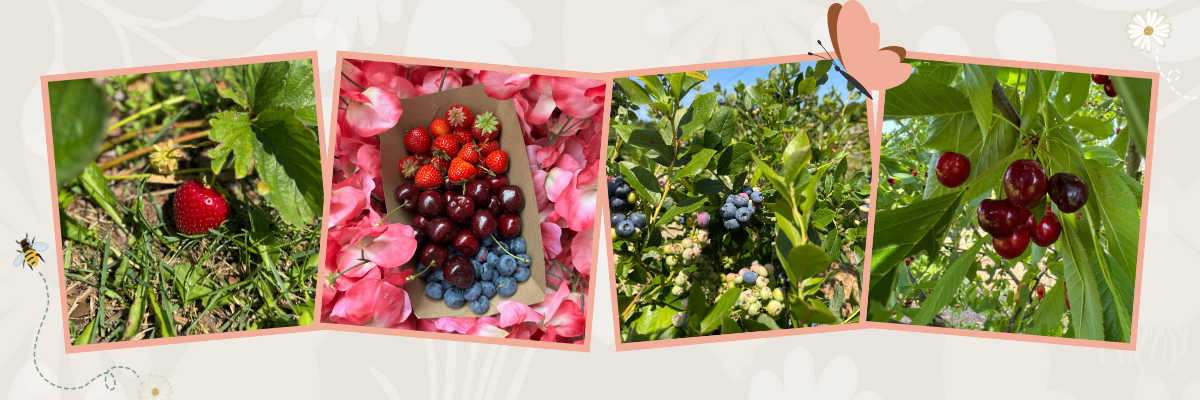 Aardbeien, bakje met zomer fruit, blauwe bessen aan struik, kersen in boom
