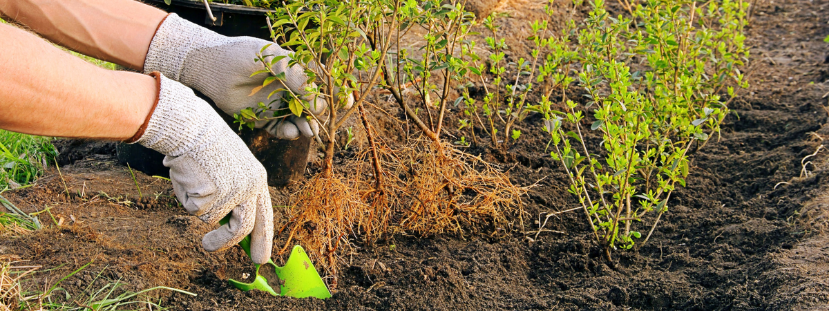 Haagplanten kopen | bijSTOX, hét tuincentrum voor heel Nederland