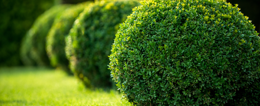 Planten met snoeivorm kopen | bijSTOX