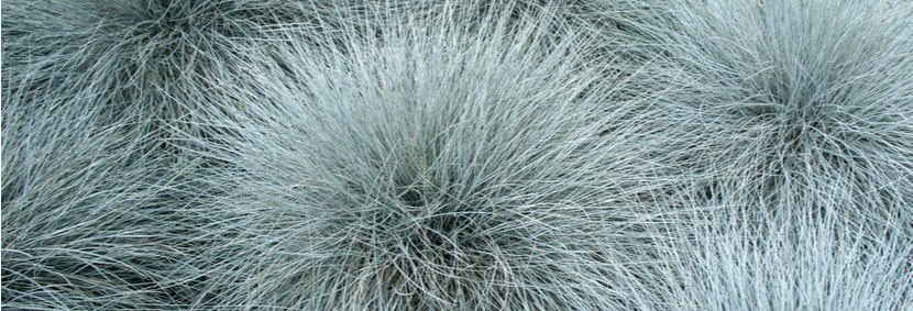 Festuca kopen | bijSTOX.nl