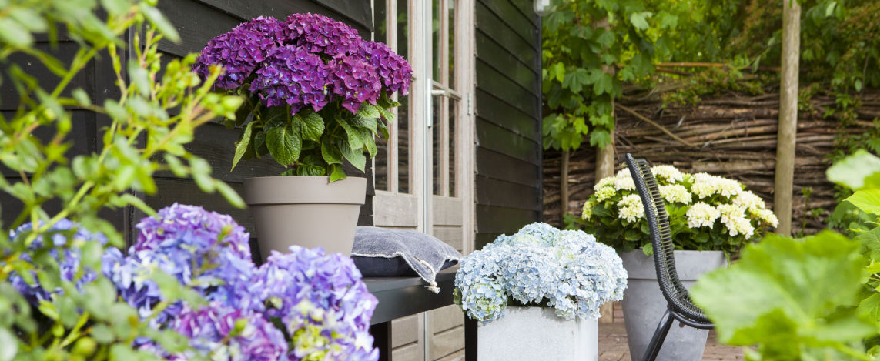 Hortensia kopen | bijSTOX Hortensia kopen | bijSTOX
