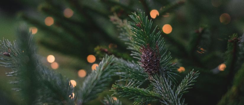 Kerstboom kopen | bijSTOX