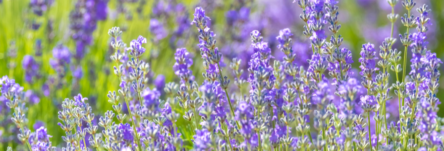 Lavendel kopen | bijSTOX