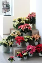 Poinsettia / kerstster