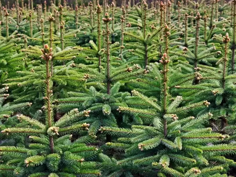Kerstbomen - Tuintips bijSTOX - Het héél Limburg