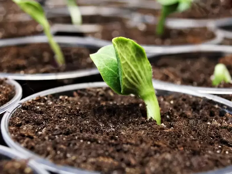 Zaaien - Tuintips - bijSTOX - Het tuincentrum voor héél