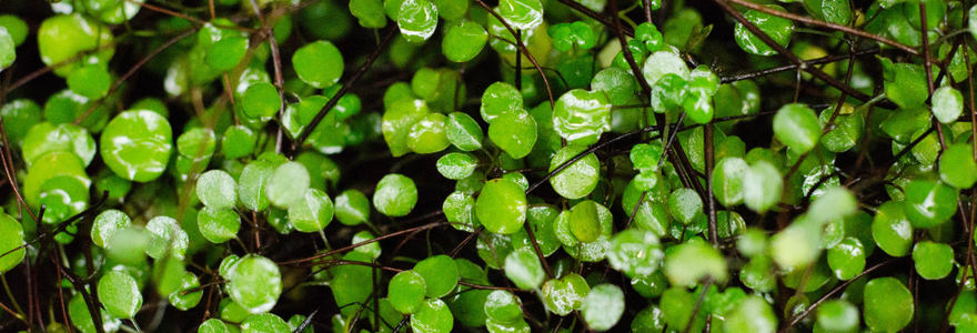 Muehlenbeckia kopen | bijSTOX