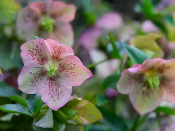 Alles over de helleborus