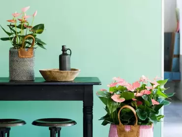 Anthurium: woonplant van de maand maart