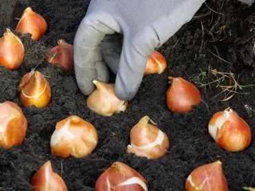 Beginnerstips voor het planten van bloembollen in de herfst