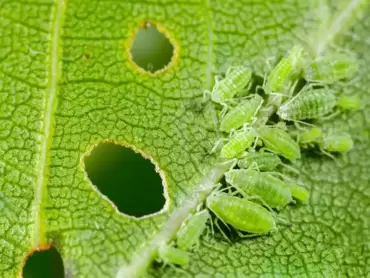 Bestrijding ongedierte in de tuin