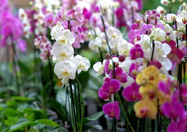 Deze 5 bloeiende kamerplanten fleuren je interieur op!
