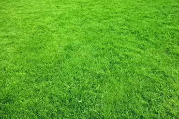 Een groen gazon in een hete zomer