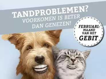 februari: Maand van de Gebitsverzorging