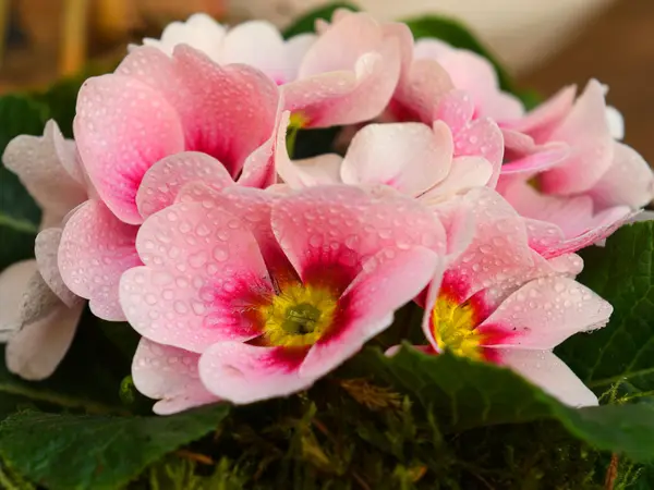 Februaritopper voor binnen en buiten: primula