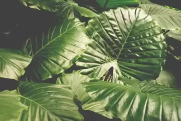 Herfst kamerplanten