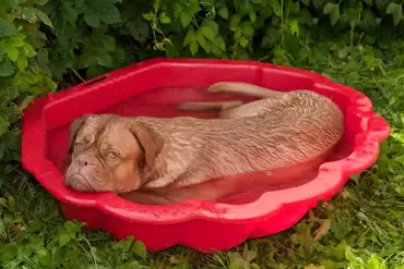 Maak de tuin hitte- en droogtebestendig